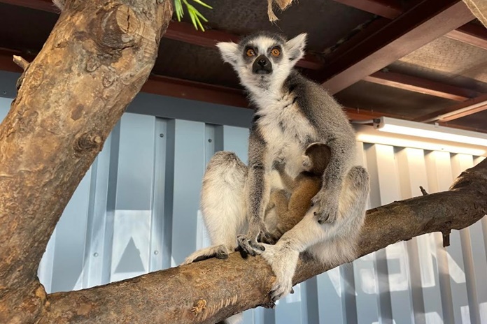 Zoologijos sode „Zoopark“ gimė dvynukai lemūrai: kviečiame išrinkti vardus
