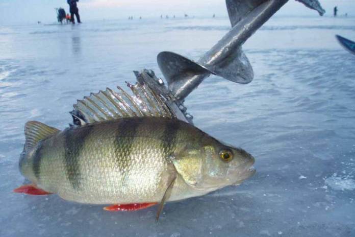 Žvejyba ant ledo: ką reikia žinoti žvejams?