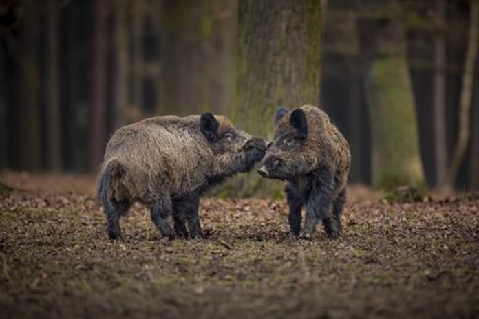 Afrikinio kiaulių maro atvejai jau apėmė daugiau nei pusę Lietuvos teritorijos