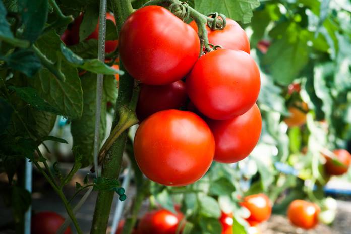 Nepadarykite klaidos: jeigu norite gausaus pomidorų derliaus, nesodinkite jų šalia kai kurių daržovių